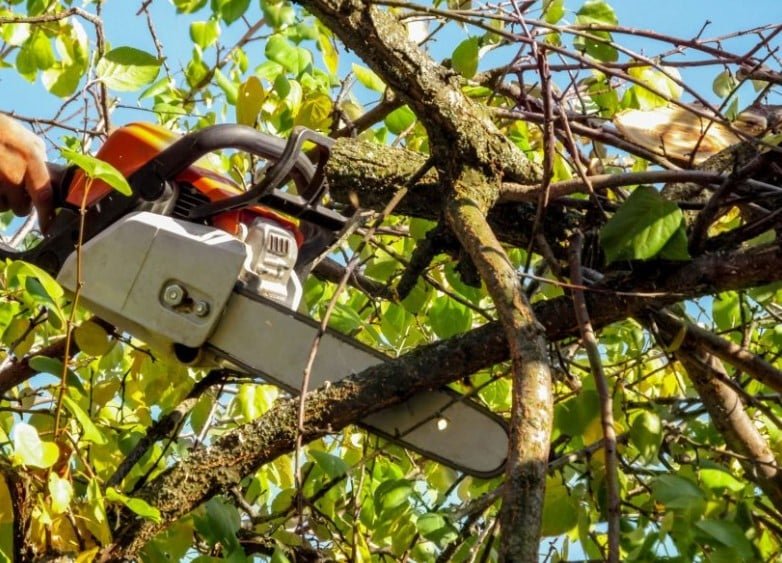 tree trim